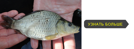 Малек карпа